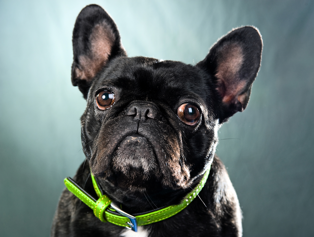 9 Things To Know Before Getting A French Bulldog Puppy