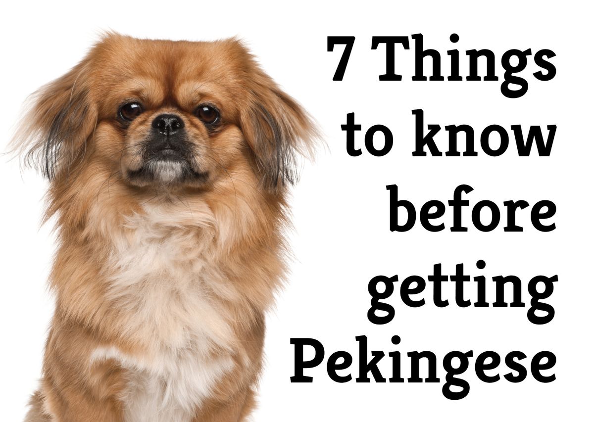 9 Pros and Cons of Having a Pekingese as Your Household Pet